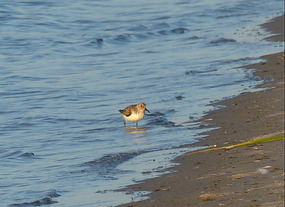 sandpiper