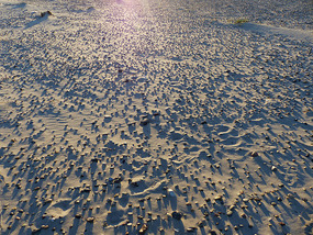 Stone plain behind dunes