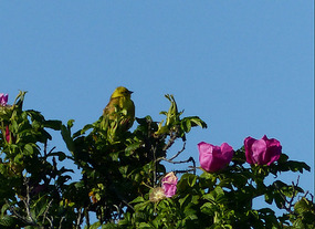 Yellowhammer singing in rose bush