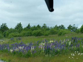 Lupins by motorway