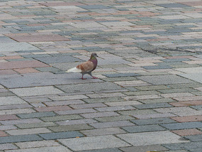 Colour co-ordinated pidgeon!