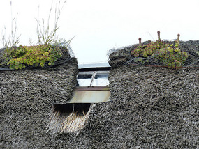 Window in thatch