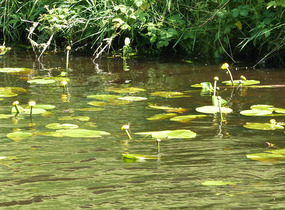 yellow water lilies