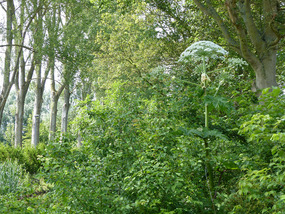 Giant hogweed-camping Alkmaar