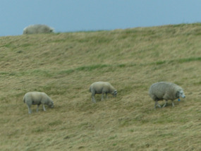 Sheep grazing at top of dyke.