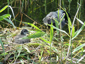 baby coot in nest