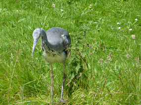 City Heron-oblivious to people
