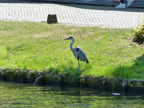 heron watching us eat lunch