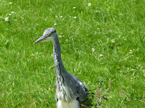 Walking towards me- am on bridge