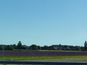 Field of alliums - all other bulbfields empty