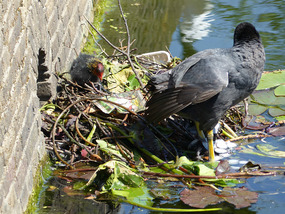 baby coot