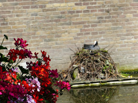 Coot on nest on busy canal