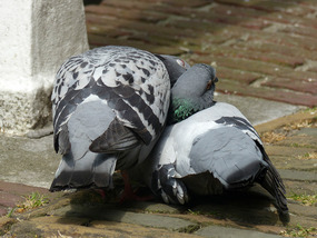Pigeons grooming each other