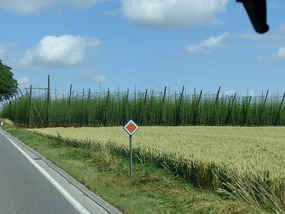 Belgian hop fields -Stella?