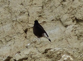 Black Wheatear - all black with white rump.