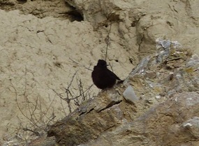 Black Wheatear - black feet and beak