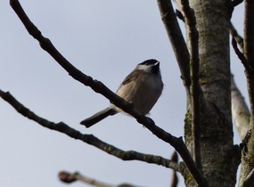 Marsh Tit