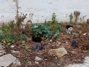 Cats!!