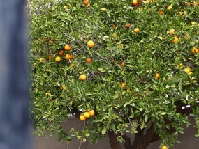 Oranges