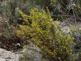 Spanish broom