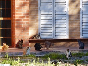 Sunbathing cats!!