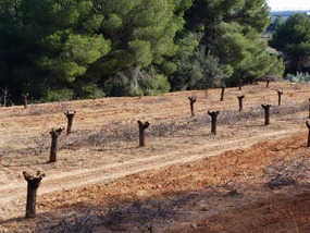 Extreme pruning