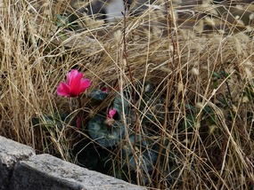Lone cyclamen among the weeds       