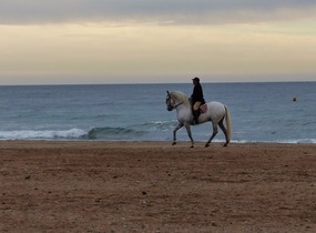 High stepping Spanish horse