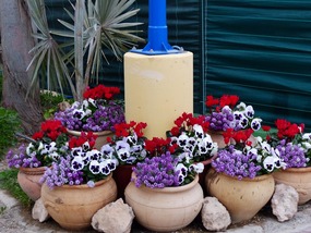 Flowers-Camping Playa de Mazarron