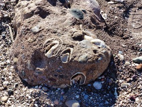 Fossil shells?