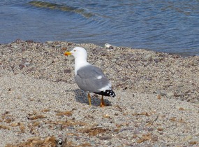 Yellow-legged gull