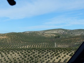 Olives making patterns across the hills