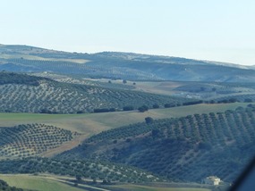 Olives as far as you can see