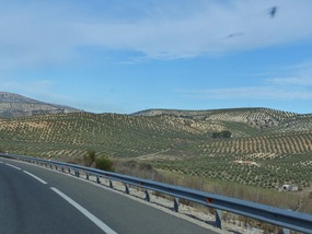Olives making patterns across the hills
