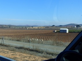 Vines as far as you can see- for miles