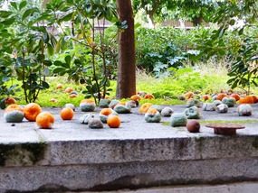 Rotting fruit in cloister