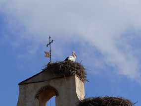 Another stork's nest - I like storks!