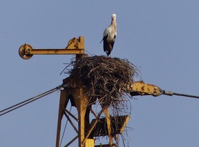 Is it a stork - or is it a crane?