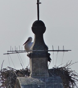 Storks nest