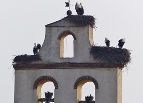 Storks nesting on church tower in January in Avila