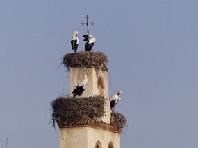 Storks on church- Avila