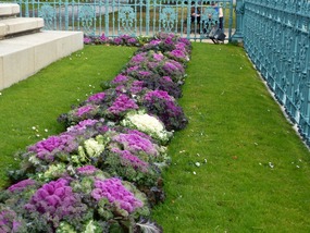 Ornamental cabbages like at Amy's wedding