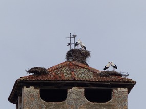 Storks in Segovia