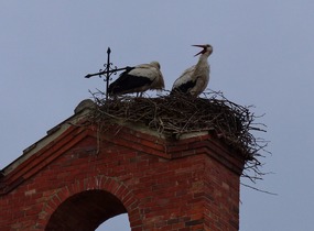 'Clacking' stork