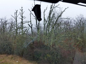 Lichen on trees in mountains