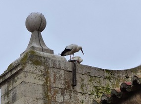 More storks-Palencia