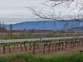 Vines next to campsite