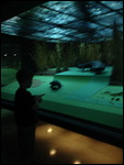 Amphibians - Ian's favorite exhibit