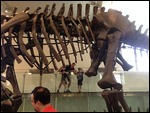Another big dinosaur