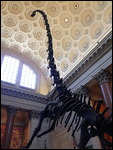 Barosaurus